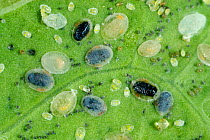 Larval scales of Cabbage whitefly (Aleyrodes proletella) parasitised by a parasitoiid wasp (Encarsia tricolor) for commercial biological pest control