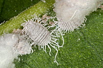 Glasshouse mealbugs (Pseudococcus viburni) with their waxy extrusions along the leaf vein of a Bougainvillea house plant