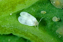 Cabbage whitefly (Aleyrodes proletella) with larval scales and eggs on a cabbage leaf Devon, England, UK.