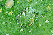 Cabbage whitefly (Aleyrodes proletella) eggs laid in a circle on a cabbage leaf, Devon, July