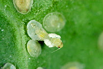 Cabbage whitefly (Aleyrodes proletella) adult emerging from a pupa on a cabbage leaf surface, Devon, July