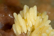 Housefly eggs (Muscidae) laid on rotting meat, household pest