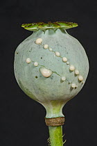 Sap / latex exuding from cuts in the seedpod of an Opium poppy (Papaver somniferum) an annual garden ornamental and a source of opiate narcotics