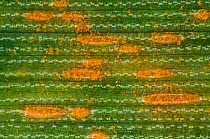 A photomicrograph of Oat crown rust (Puccinia coronata) pustules on an Oat leaf, Devon, August
