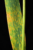 Oat crown rust (Puccinia coronata) orange pustules on Oat flag leaf of a plant in ear, Devon, July,