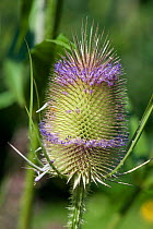 Teasel (Dipsacus fullonum) flowerhead with lilac florets opening in whorls around the spiky seedhead, Devon, August