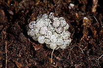 Spherical, round, white eggs of a Garden snail (Cornu aspersum) in soil, Devon, August