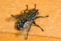 Flesh fly (Sarcophaga carnaria) adult, Devon, England, UK.