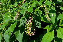 American pokeweed (Phytolacca americana) an invasive species of plant used originally for dye, flowering and fruiting on the banks of the Dordogne, France