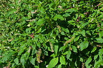 American pokeweed (Phytolacca americana) an invasive species of plant used originally for dye, flowering and fruiting on the banks of the Dordogne, France