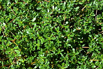 Common purslane plant (Portulaca oleracea) a weed of waste ground and crops / a leaf vegetable used in cooking, Gironde, France. August