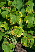 Symptoms of magnesium deficiency on grapevines in fruit in Gironde, France, August
