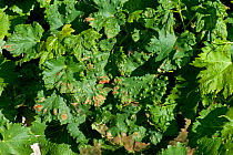 Grapevine blister mite (Eriophyes vitis) damage blisters on the upper surface of vine leaves in Gironde, France