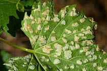 Grapevine blister mite (Eriophyes vitis), white damage blisters on the lower surface of vine leaves in France