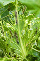 Cabbage white butterfly (Pieris brassicae) caterpillars damaging a pointed cabbage plant leaves, Devon, September
