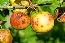 Golden delicious apples severely affected by Apple scab (Venturia inaequalis) with spots and cracking, October, Devon