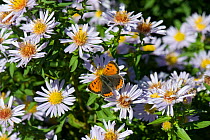 Small copper butterfly (Lycaena phlaeas) on a Michaelmas daisy (Aster sp.) flower in autumn, Devon, October