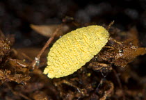 Golden root mealybug (Chryseococcus arecae) on the roots of Corokia macrocarpa an imported New Zealand tree