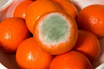 Fruit rot (Penicillium digitatum) a green penicillin mould development on supermarket netted Clementine (Citrus) fruits