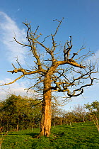 A weak dying Common oak tree (Quercus robur) in early spring with bare branches in a stags horn shape, Berkshire, April