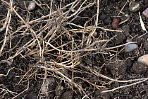 Couch grass rhizomes (Elymus repens), dug up from an established vegetable garden and capable of invasive regrowth Berkshire, England, UK.