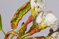 Early blisters of Pear leaf blister mite (Eriophyes pyri) red on young pear foliage and flower peduncles in spring, Berkshire, April
