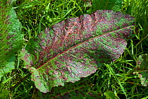 A leaf spot (Ramularia rubella) dense fungal spotting of a leaf of broad dock (Rumex obtusifolius) Berkshire, May