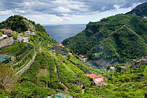 Lemon groves with fruit on the Bay of Salerno near Amalfi in Italy. Some trees are netted to prevent over exposure to the sun and sunburn.