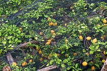 Lemon trees with fruit under shade netting to prevent sunburn on the Bay of Salerno near Amalfi in Italy.