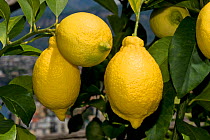 Ripe lemons on the tree growing around the coast near Sorrento and the Bay of Naples in Italy, May
