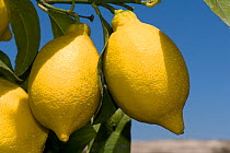 Ripe lemons on the tree growing around the coast near Sorrento and the Bay of Naples in Italy, May