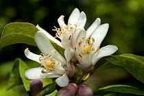 Lemon flowers with attendant ants on the tree near Sorrento and the Bay of Naples in Italy, May