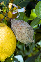 Grey mould (Botrytis cinerea) rotted Lemon fruit (Citrus limon) on the tree, Campania, Italy, May