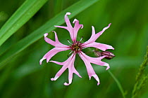 Ragged robin (Lychnis flos-cuculi) pink flower with narrow forked petals, anthers and style Berkshire, June