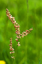 Sheep&#39;s sorrel (Rumex acetosella) reddish colouring on flower spike from plant in meadow grassland, Berkshire, June