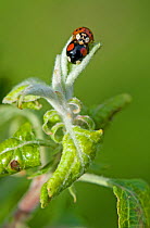 A mating pair of Harlequin ladybirds (Harmonia axyridis) on apple leaves damaged by leaf-curling aphids (Dysaphis sp.). Two colour variations. Berkshire, June