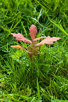 Self-seeded Oak tree seedling (Quercus robur) germinating naturally in a meadow in grassland, possibly planted by squirrels. Berkshire, England, UK.