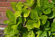 Lime induced iron deficiency symptoms on the new leaves of a Hydrangea (Hydrangea macrophylla) garden shrub, Berkshire, June