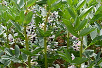 Field faba / Fava bean (Vicia faba) crop variety with white flowers, Berkshire, June