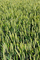 A winter wheat crop in green unripe ear with full grains on a fine day, Berkshire, June