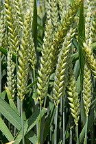 A winter wheat crop in green unripe ear with full grains on a fine day, Berkshire, June