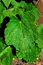 Hollyhock rust (Puccinia malvacearum) early spotting symptoms on the top surface of a hollyhock leaf, Berkshire, July