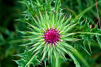 Flowering musk thistle (Carduus nutans) flower bud with pointed bracts radiating out on plant on downland pasture, Berkshire, July