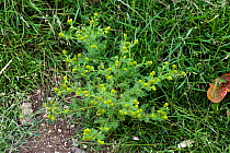Rayless mayweed / Pineappleweed (Matricaria discoidea) flowering weed in agricultural fallow ground, Berkshire, July
