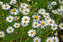 Scentless mayweed, (Tripleurospermum inodorum) a weed and secondary pest host flowering, with flower beetles and other insects, Berkshire, July