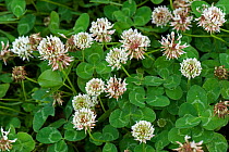 Flowering white clover, Trifolium repens, pasture and forage crop for nitrogen fixation in grassland, Berkshire, July