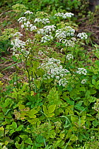 Ground elder (Aegopodium podagraria) an invasive and persistent umbellifer garden weed in flower, Berkshire, July,