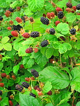 Cultivated Blackberry bush (Rubus fructicosus) ripe and partially ripe fruit in a pick-your-own market garden, Berkshire, July