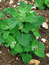 Fat hen / Goosefoot (Chenopodium album) plant. An arable and garden weed and also a cultivated plant used in place of spinach Berkshire, England, UK.
