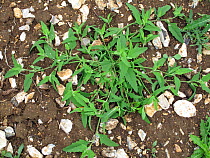 Saltbush / Common orache (Atriplex patula) plant prostrate on cultivated fiield - a weed of gardens and arable crops Berkshire, England, UK.